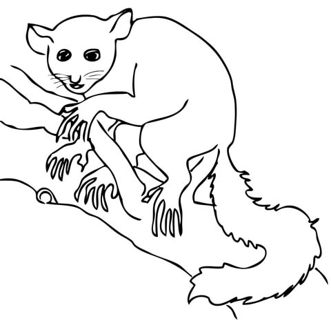 Aye Aye Lemur Coloring Page